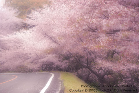 舞い散る桜の写真