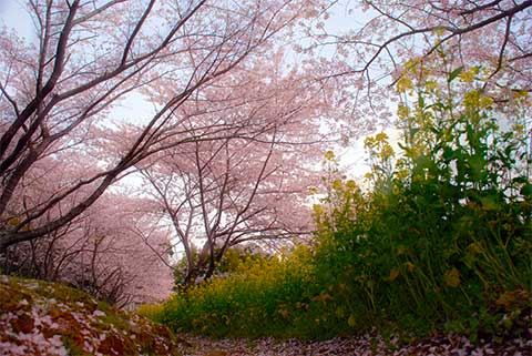舞い散る桜の写真